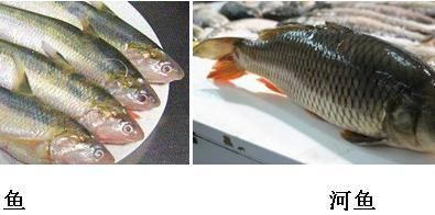 紅龍魚多大可以吃蜈蚣魚：紅龍魚喂食蜈蚣的注意事項