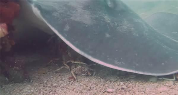 魟魚咀嚼不進(jìn)食的原因是什么？：魟魚咀嚼不進(jìn)食的原因是什么