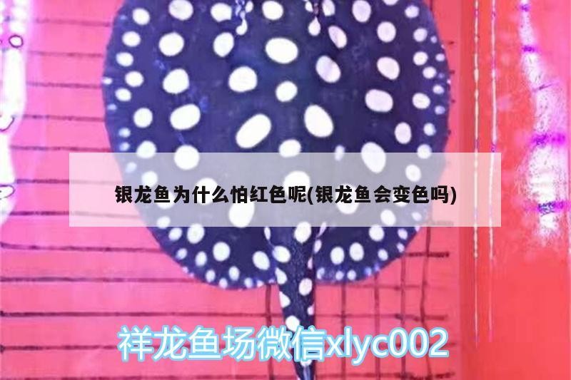 銀龍魚為什么怕紅色呢(銀龍魚會變色嗎)