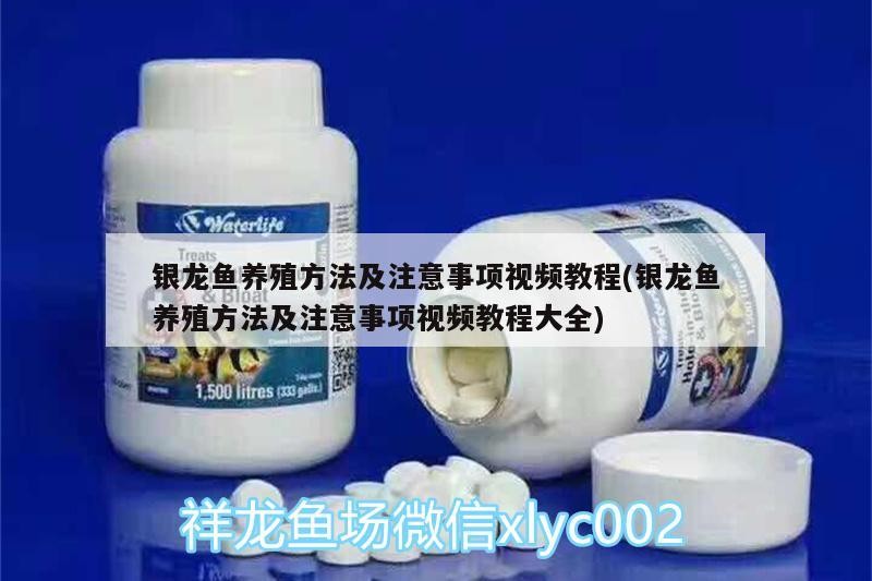 銀龍魚養(yǎng)殖方法及注意事項(xiàng)視頻教程(銀龍魚養(yǎng)殖方法及注意事項(xiàng)視頻教程大全)