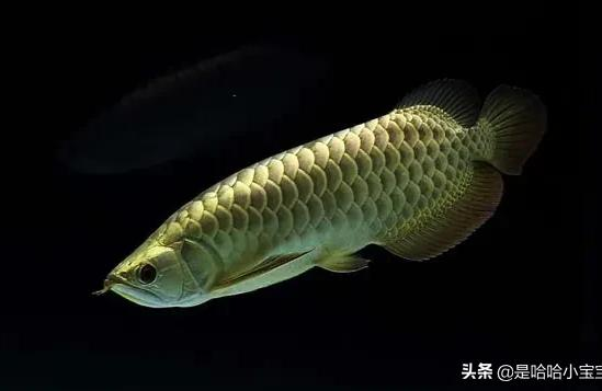過背金龍魚多錢:為什么大家喜歡龍魚中的過背金龍魚這一品種呢