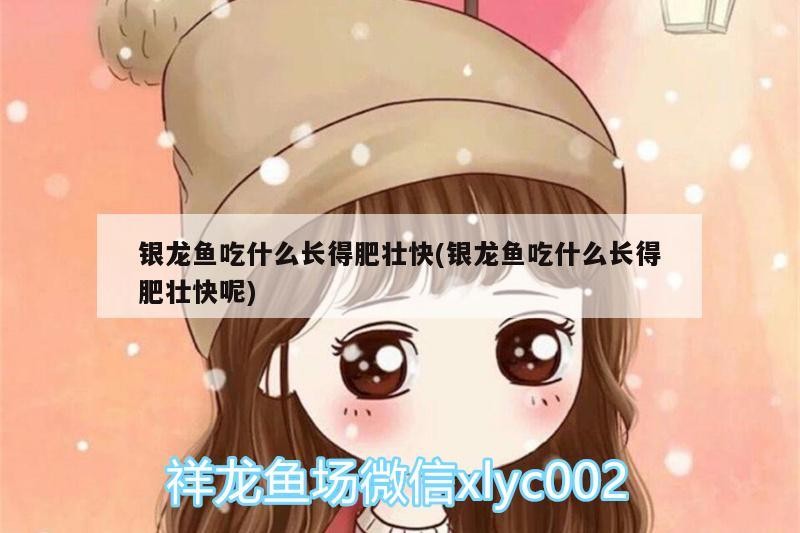 銀龍魚吃什么長得肥壯快(銀龍魚吃什么長得肥壯快呢)