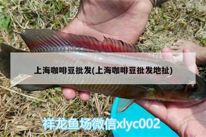 上海咖啡豆批發(上海咖啡豆批發地扯)