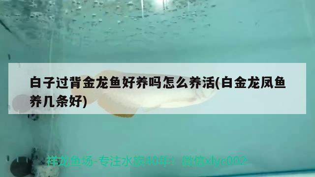 白子過背金龍魚好養嗎怎么養活(白金龍鳳魚養幾條好)
