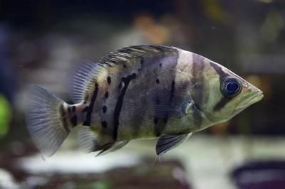 虎魚能吃：虎魚可以吃嗎，虎魚能吃嗎，