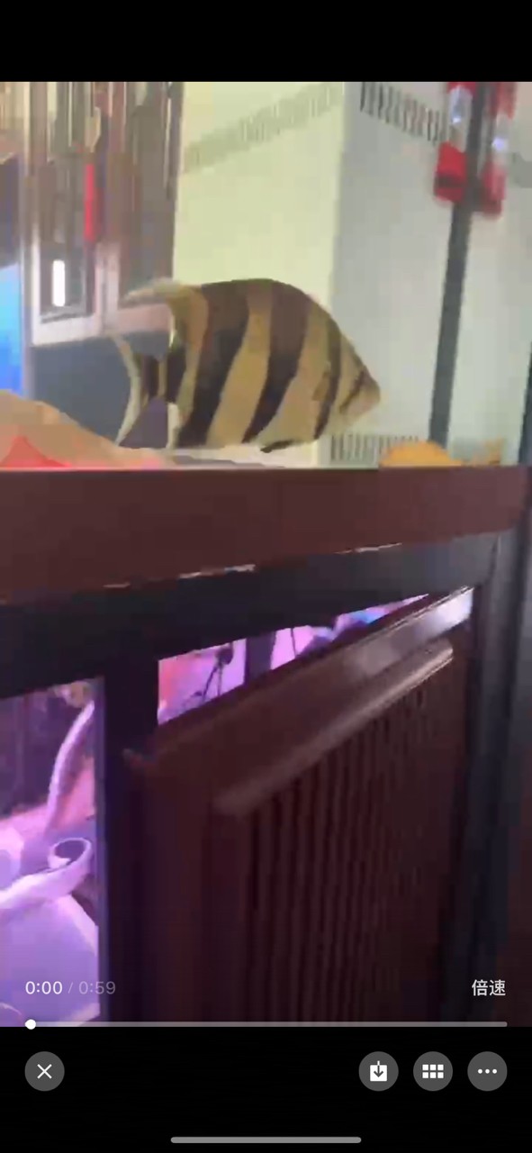 出一條三紋虎尺寸大概25/28之間