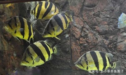 虎魚群養會明嗎：群養虎魚會有一些優勢和挑戰，虎魚群養會明嗎，需要注意什么