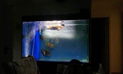 虎魚群養會明嗎：群養虎魚會有一些優勢和挑戰，虎魚群養會明嗎，需要注意什么