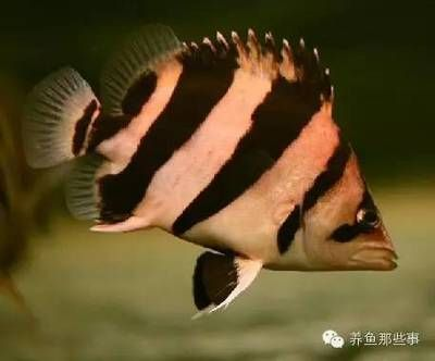 虎魚群養會明嗎：群養虎魚會有一些優勢和挑戰，虎魚群養會明嗎，需要注意什么