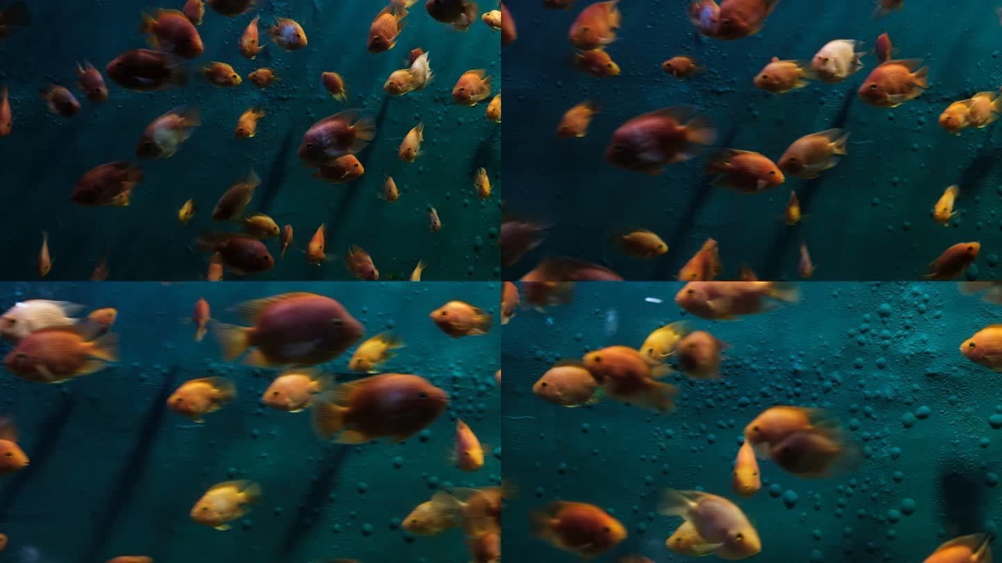 德陽水族館vs祥龍魚場（德陽水族館和祥龍魚場有什么區別？）