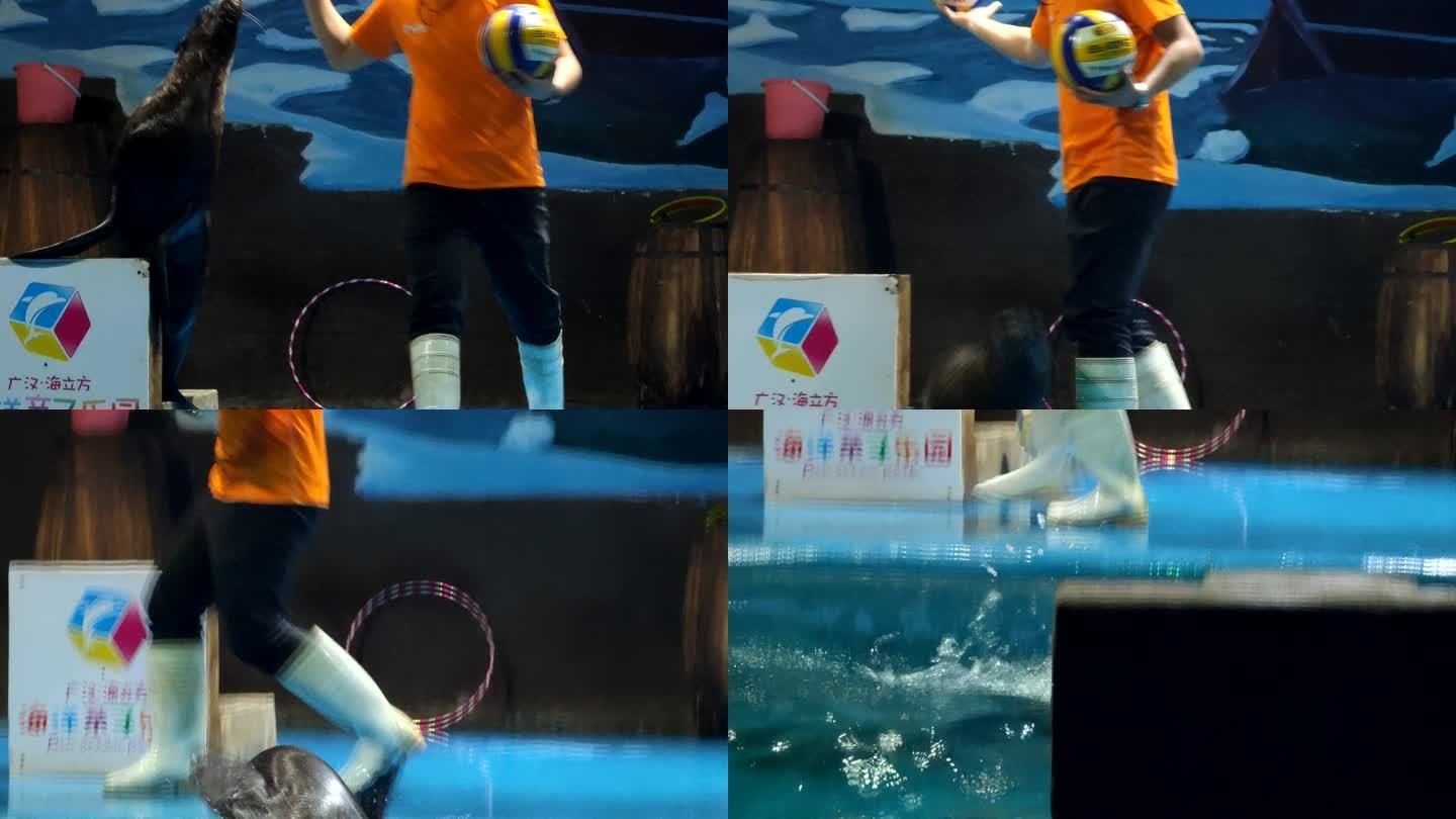 德陽水族館vs祥龍魚場（德陽水族館和祥龍魚場有什么區別？）