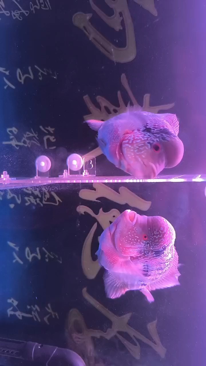 天生一對(duì)這吻好猛[haha][haha]