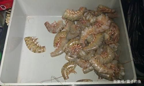 魟魚活餌冷凍保存技巧：魟魚活餌冷凍保存最佳溫度，冷凍干燥活餌的制作方法
