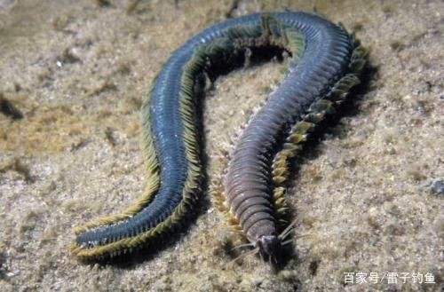 魟魚活餌冷凍保存技巧：魟魚活餌冷凍保存最佳溫度，冷凍干燥活餌的制作方法
