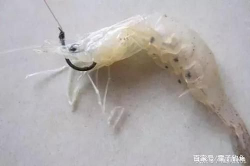 魟魚活餌冷凍保存技巧：魟魚活餌冷凍保存最佳溫度，冷凍干燥活餌的制作方法