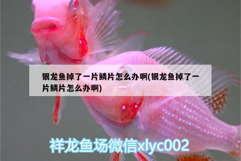 銀龍魚掉了一片鱗片怎么辦啊(銀龍魚掉了一片鱗片怎么辦啊)