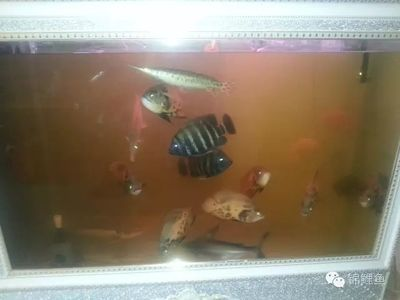 金龍魚吉祥物小牛是什么品種 金龍魚吉祥物小牛是什么品種 魚缸百科
