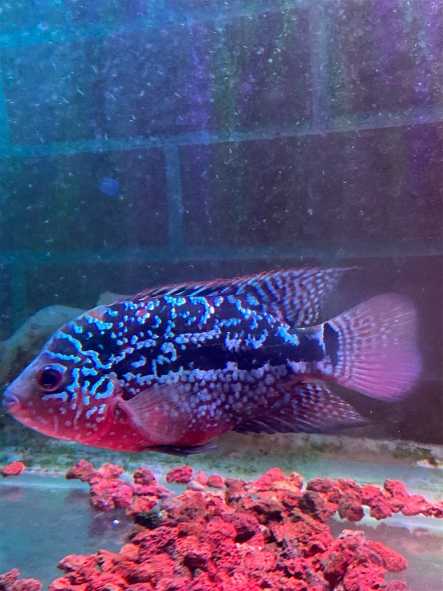 這泰金還能起頭嗎