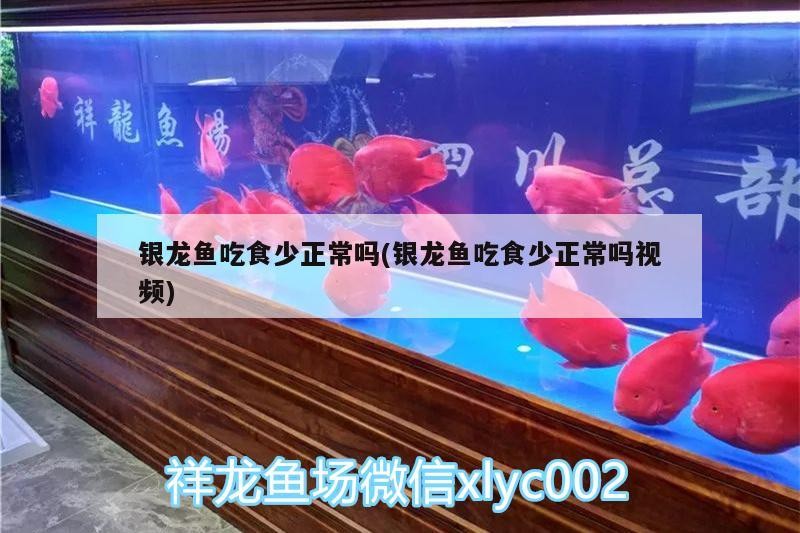 銀龍魚吃食少正常嗎(銀龍魚吃食少正常嗎視頻)