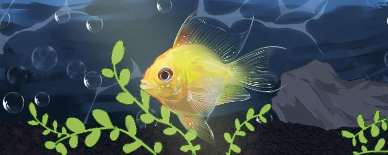 金波子魚公的打架嗎？
