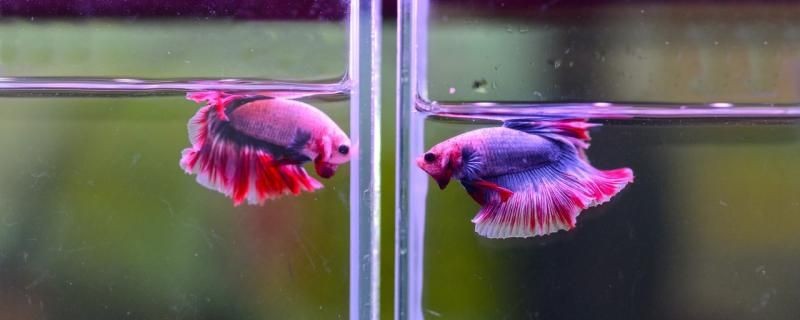 工筆畫金龍魚圖片大全（ 工筆畫金龍魚圖片大全集）