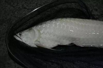 龍魚下了黃粉后為什么不適應魚缸vs祥龍魚場：龍魚下黃粉后為何不適宜在魚缸中飼養