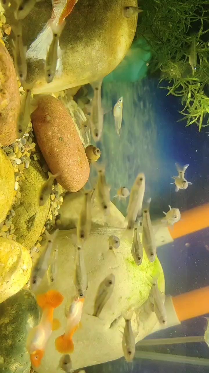 綠啦