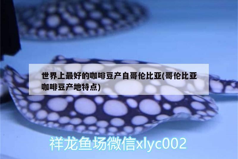 世界上最好的咖啡豆產自哥倫比亞(哥倫比亞咖啡豆產地特點)
