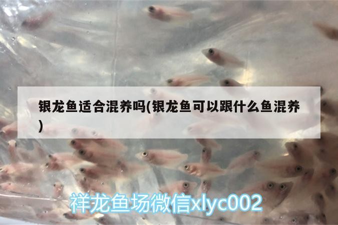 銀龍魚適合混養嗎(銀龍魚可以跟什么魚混養)