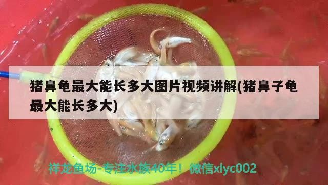 豬鼻龜最大能長多大圖片視頻講解(豬鼻子龜最大能長多大)