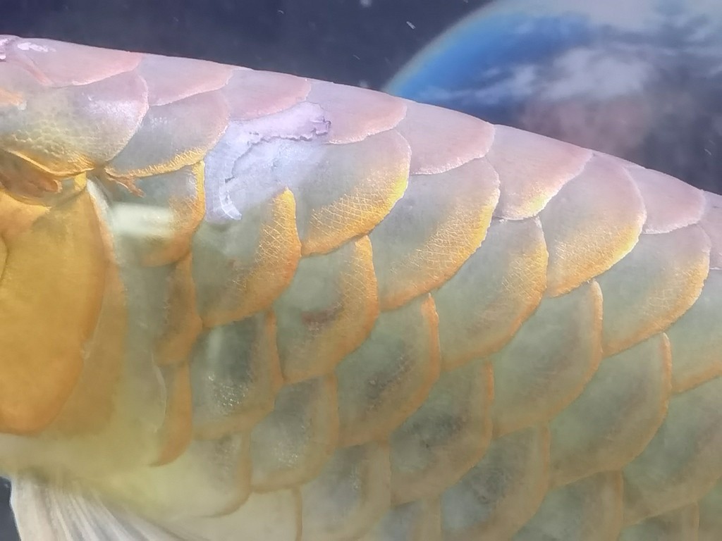 求助:各位魚友幫忙看看怎么辦？
