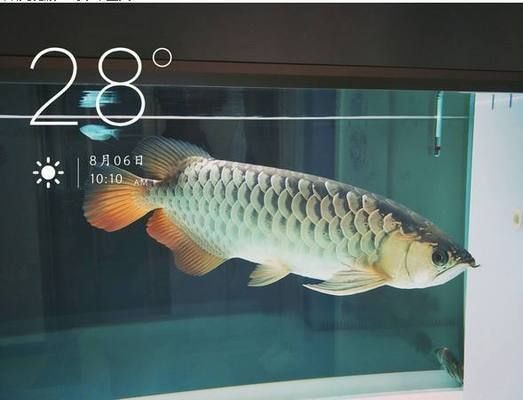 新手養龍魚容易死魚嗎vs祥龍魚場：新手養龍魚如何避免死亡