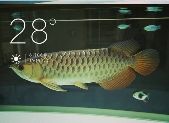 新手養龍魚容易死魚嗎vs祥龍魚場：新手養龍魚如何避免死亡