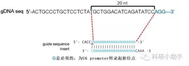 CRISPR-Cas9技術在BD魟魚上的具體操作：crispr-cas9技術在bd魟魚上的應用