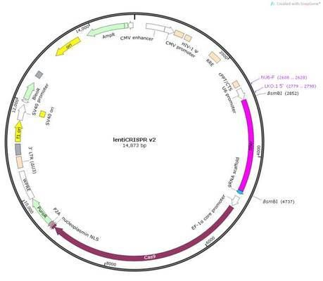 CRISPR-Cas9技術在BD魟魚上的具體操作：crispr-cas9技術在bd魟魚上的應用