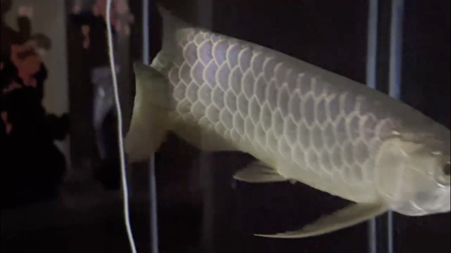 放水無(wú)燈拍一個(gè) 放水無(wú)燈拍一個(gè) 龍魚(yú)論壇