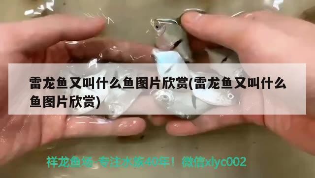 雷龍魚又叫什么魚圖片欣賞(雷龍魚又叫什么魚圖片欣賞)