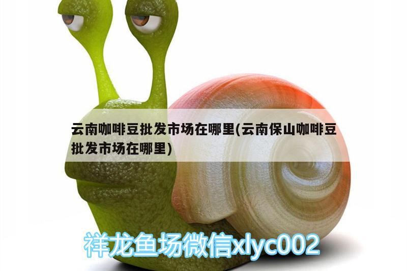 云南咖啡豆批發市場在哪里(云南保山咖啡豆批發市場在哪里)