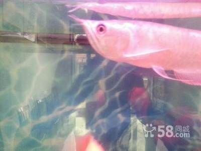 七臺河龍魚vs祥龍魚場（七臺河的觀賞魚市場呈現了一些新的動態）