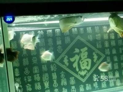 七臺河龍魚vs祥龍魚場（七臺河的觀賞魚市場呈現了一些新的動態）