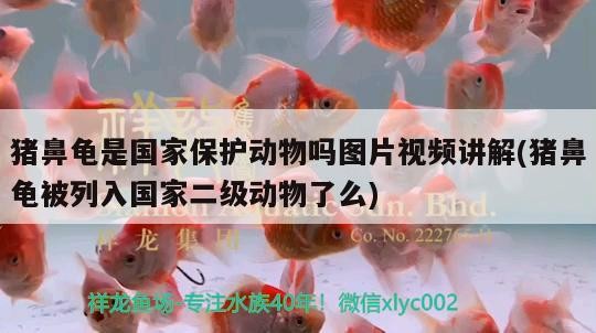 豬鼻龜是國家保護動物嗎圖片視頻講解(豬鼻龜被列入國家二級動物了么)