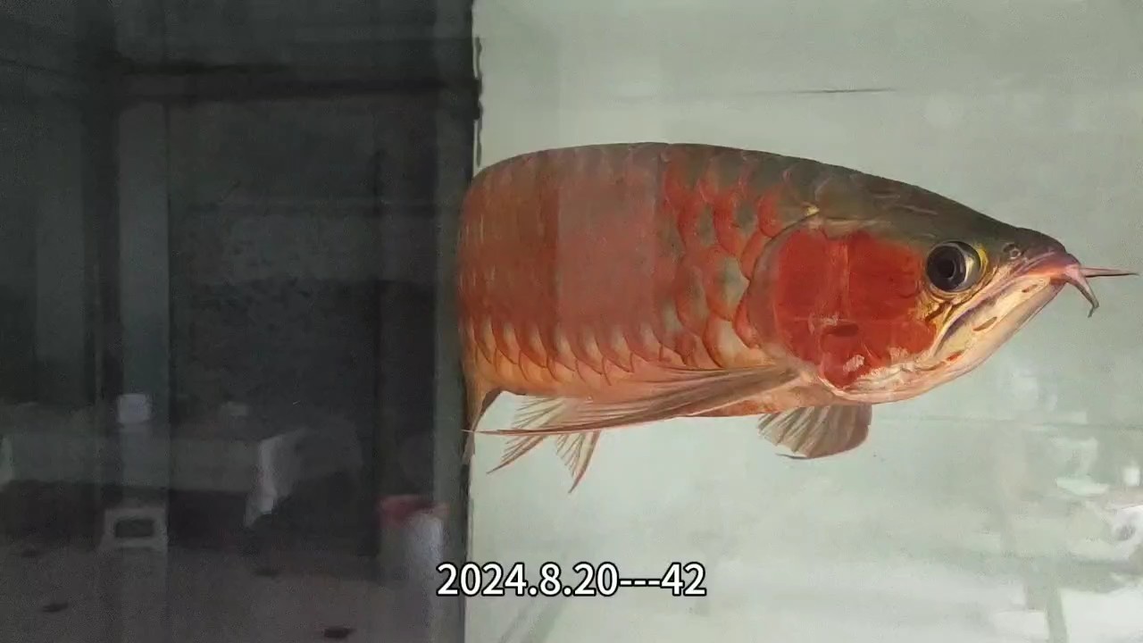 42個月的樣子