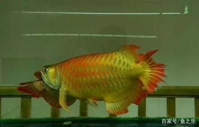 龍魚不愛游動