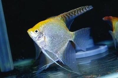 魟魚適合和什么魚混養(yǎng)：關(guān)于魟魚混養(yǎng)的建議