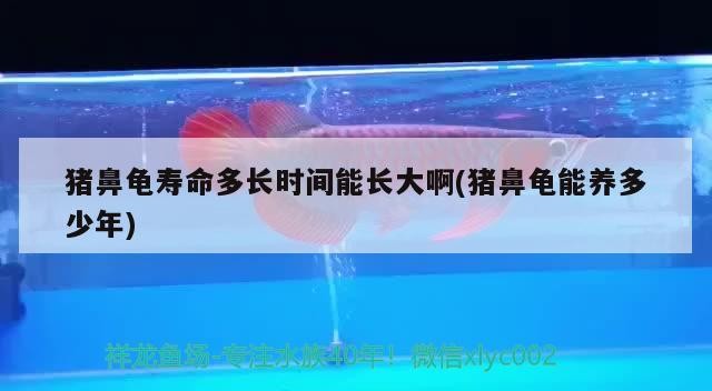 豬鼻龜壽命多長時間能長大啊(豬鼻龜能養(yǎng)多少年)