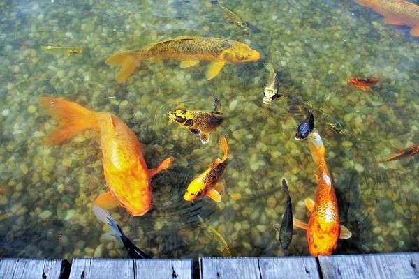 圖騰金龍魚風水作用探究：金龍魚在風水學中占據著重要的地位，在風水學中占據著重要地位