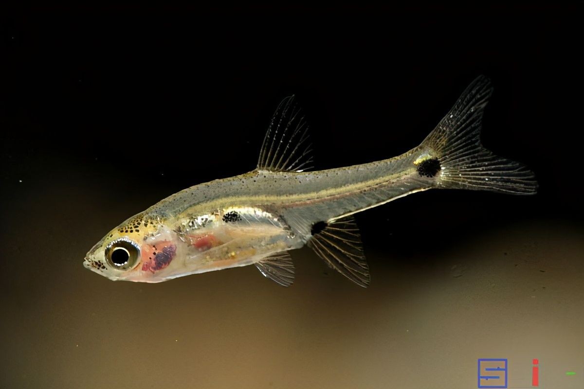 北美洲觀賞魚(yú)有哪些（北美洲的觀賞魚(yú)種類(lèi)）