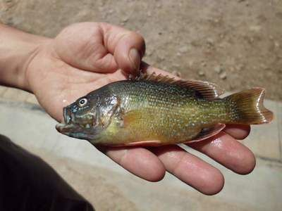 北美洲觀賞魚(yú)有哪些（北美洲的觀賞魚(yú)種類(lèi)）