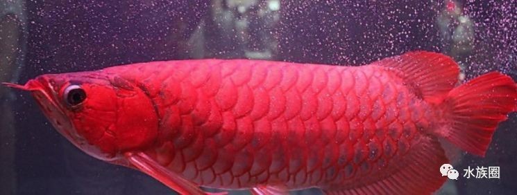 龍魚魚缸最佳尺寸是多少合適，飼養龍魚的魚缸最佳尺寸是多少？