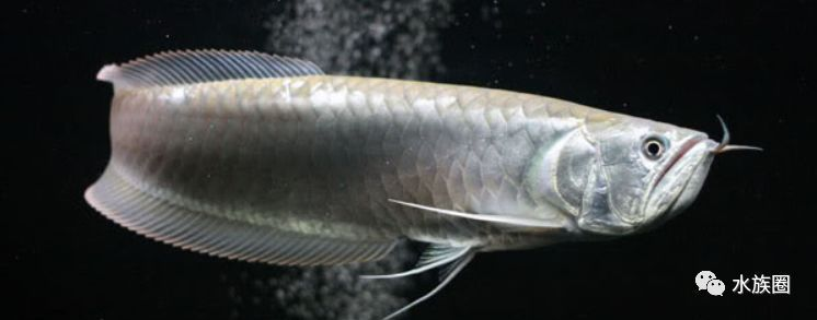 龍魚魚缸最佳尺寸是多少合適，飼養龍魚的魚缸最佳尺寸是多少？